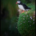 Puffin