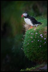 Puffin