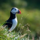 Puffin