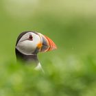 PUFFIN