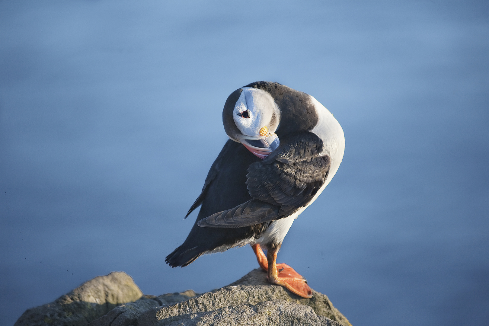 puffin