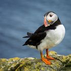 Puffin