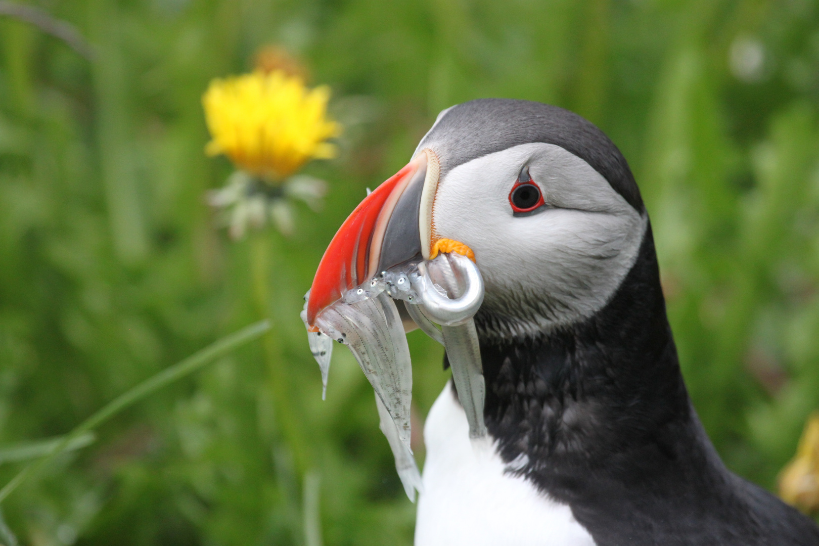 Puffin