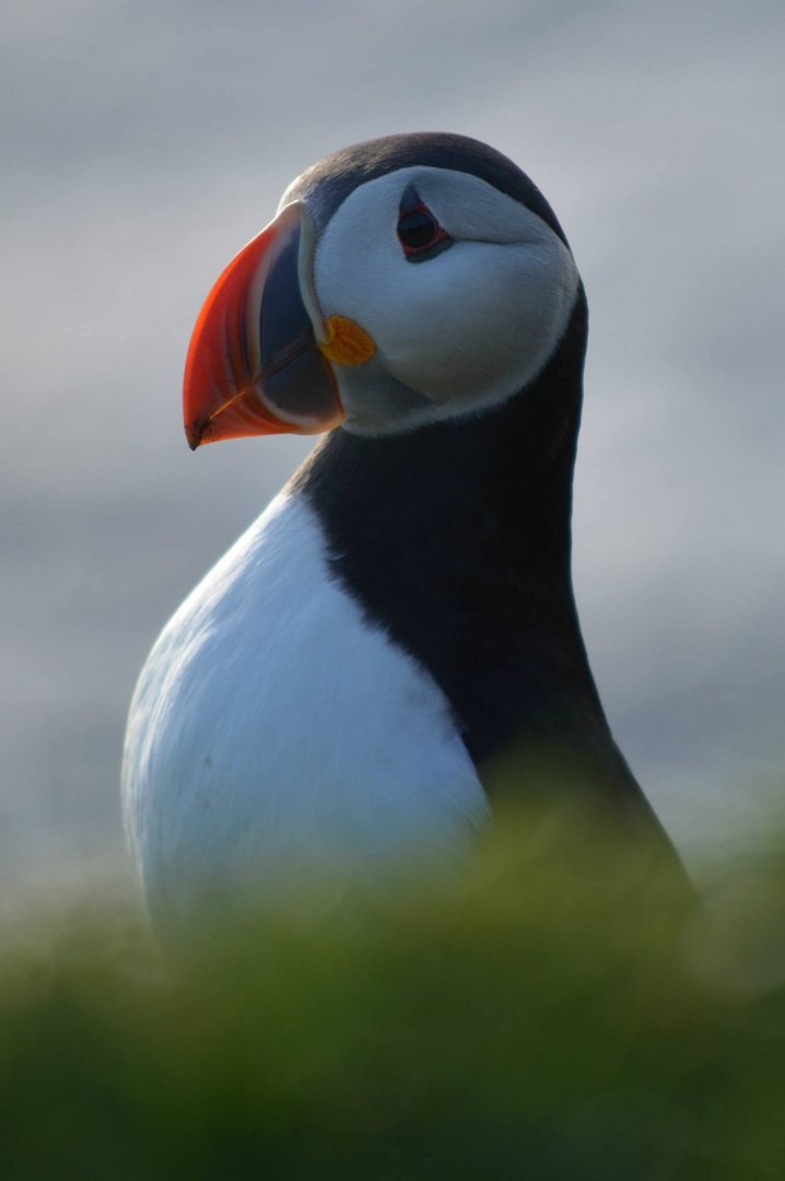 Puffin