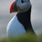 Puffin