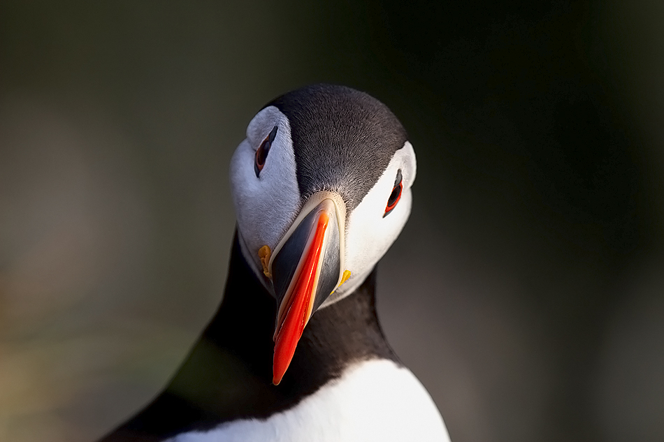 Puffin