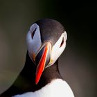 Puffin