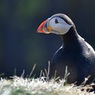 Puffin