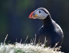 Puffin