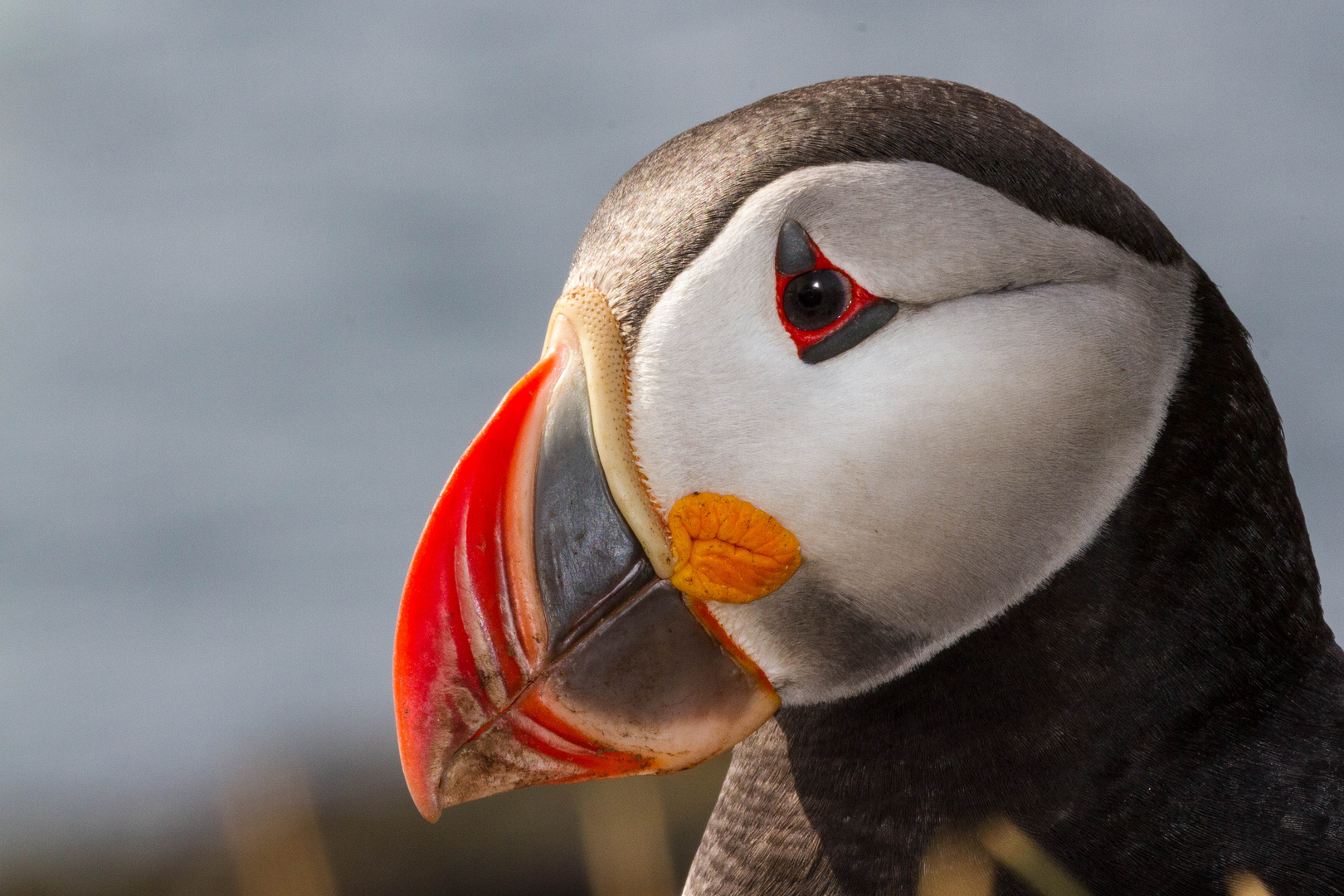 Puffin