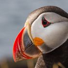 Puffin