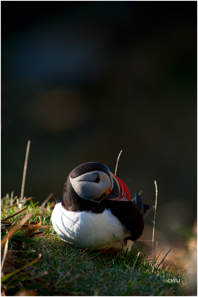 Puffin