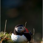 Puffin