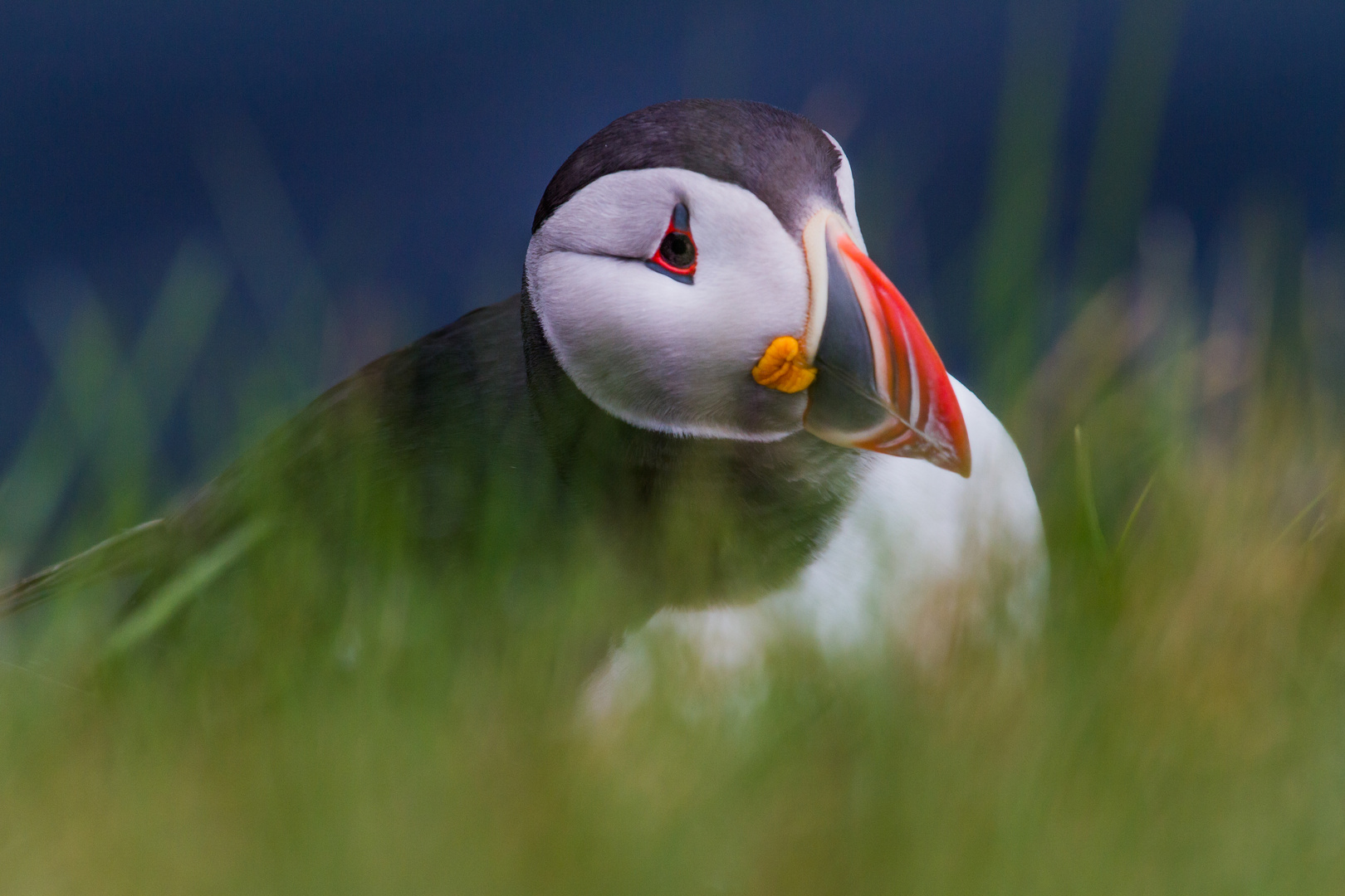 Puffin