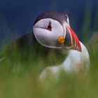 Puffin