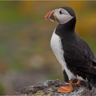 Puffin 