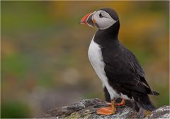 Puffin 