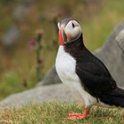 Puffin