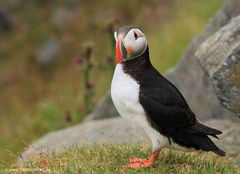 Puffin