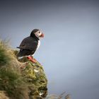 Puffin