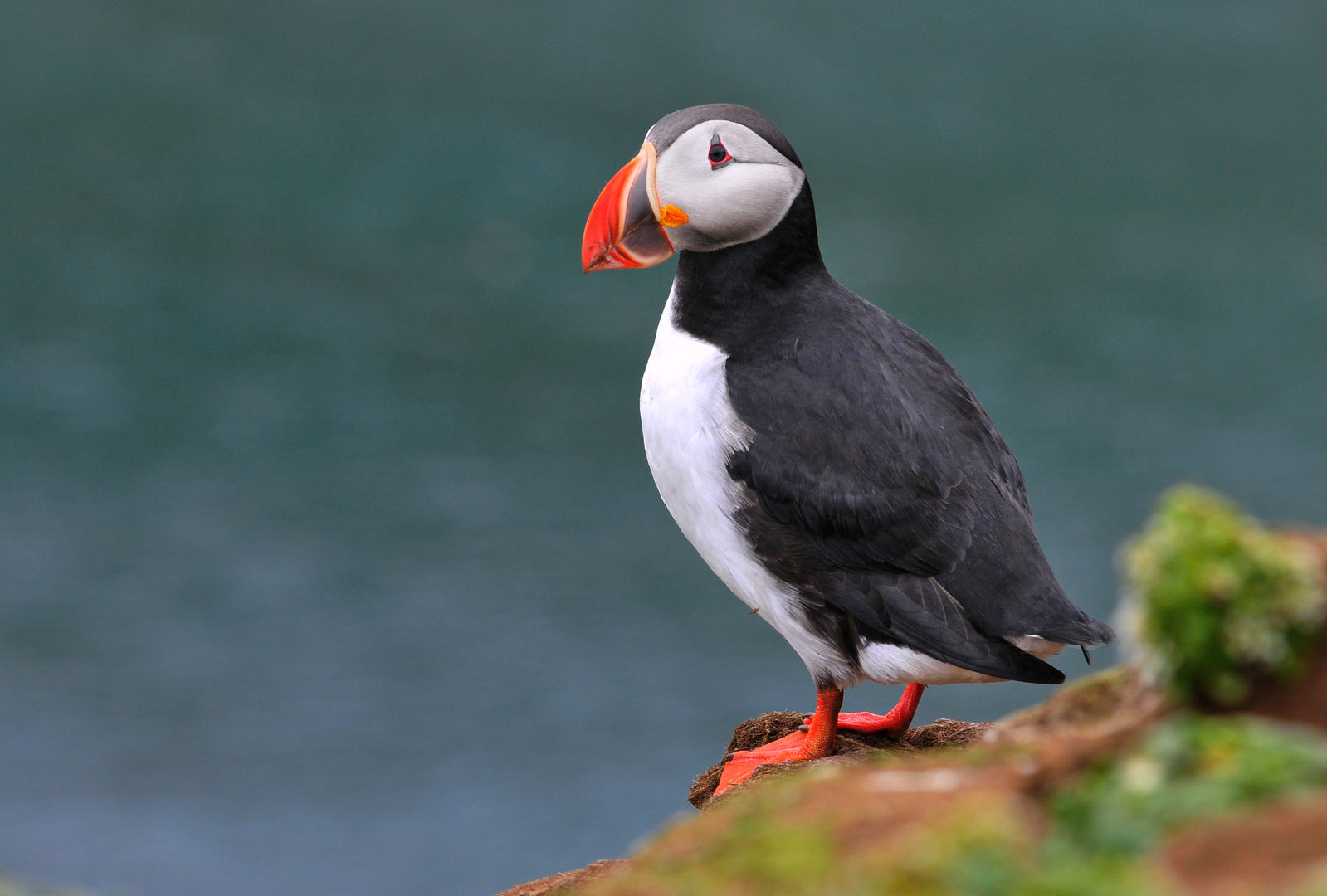 Puffin