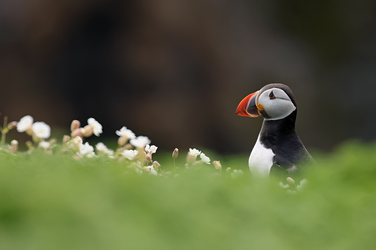 Puffin