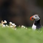 Puffin