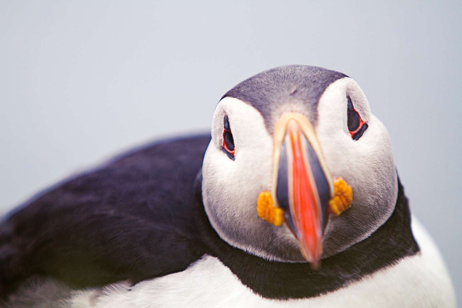 puffin