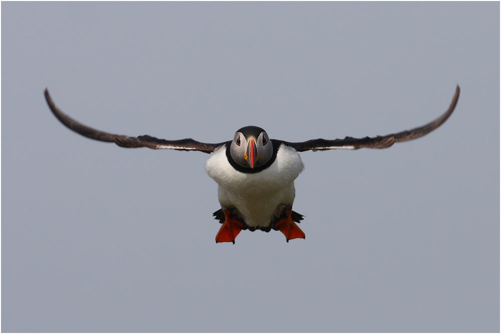 Puffin Airways