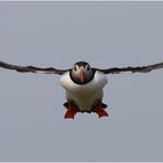 Puffin Airways