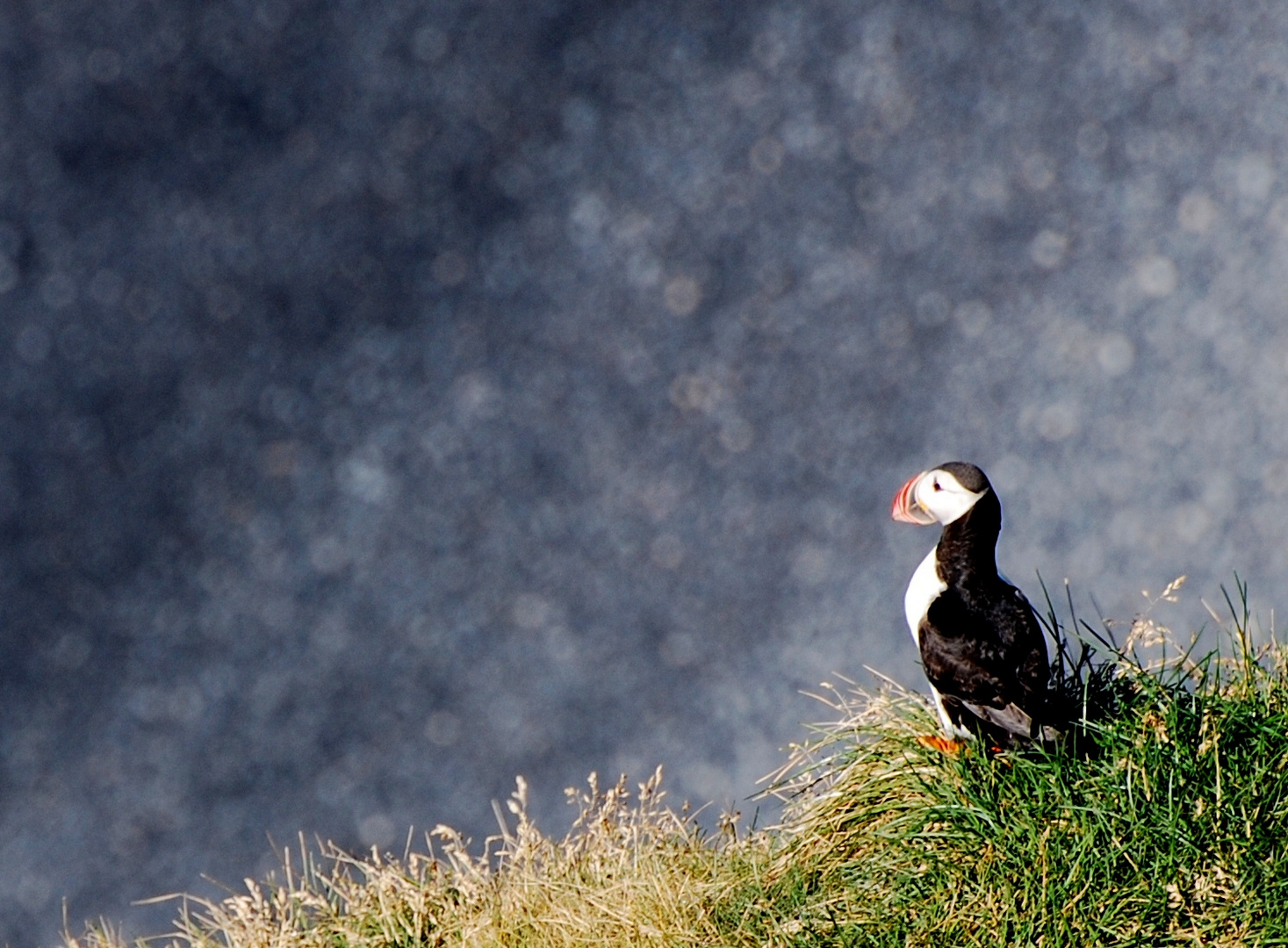 Puffin am Kap Dyrhólaey