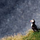 Puffin am Kap Dyrhólaey