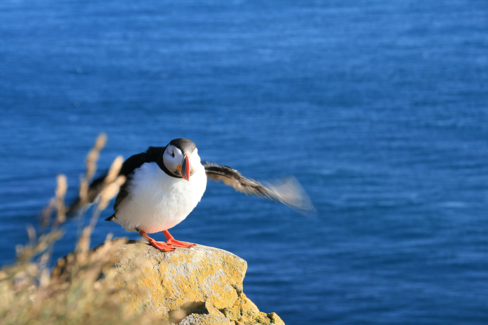 Puffin am Látrabjarg