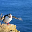 Puffin am Látrabjarg