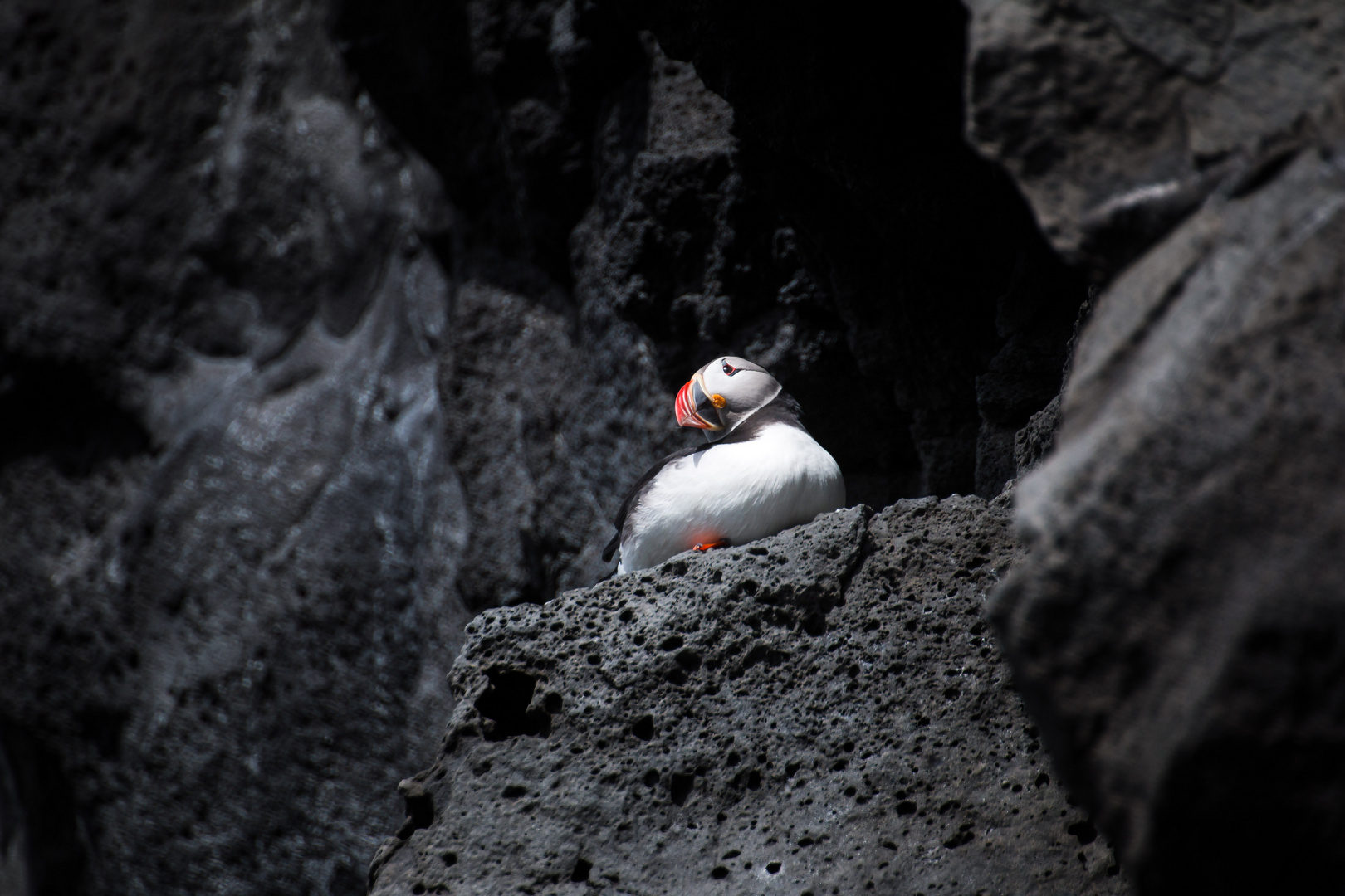 Puffin at Dyrholaey