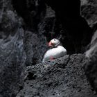 Puffin at Dyrholaey