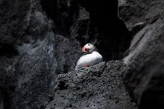 Puffin at Dyrholaey