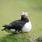 Puffin auf den Westmänner Inseln 2015