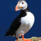 Puffin auf Grimsey