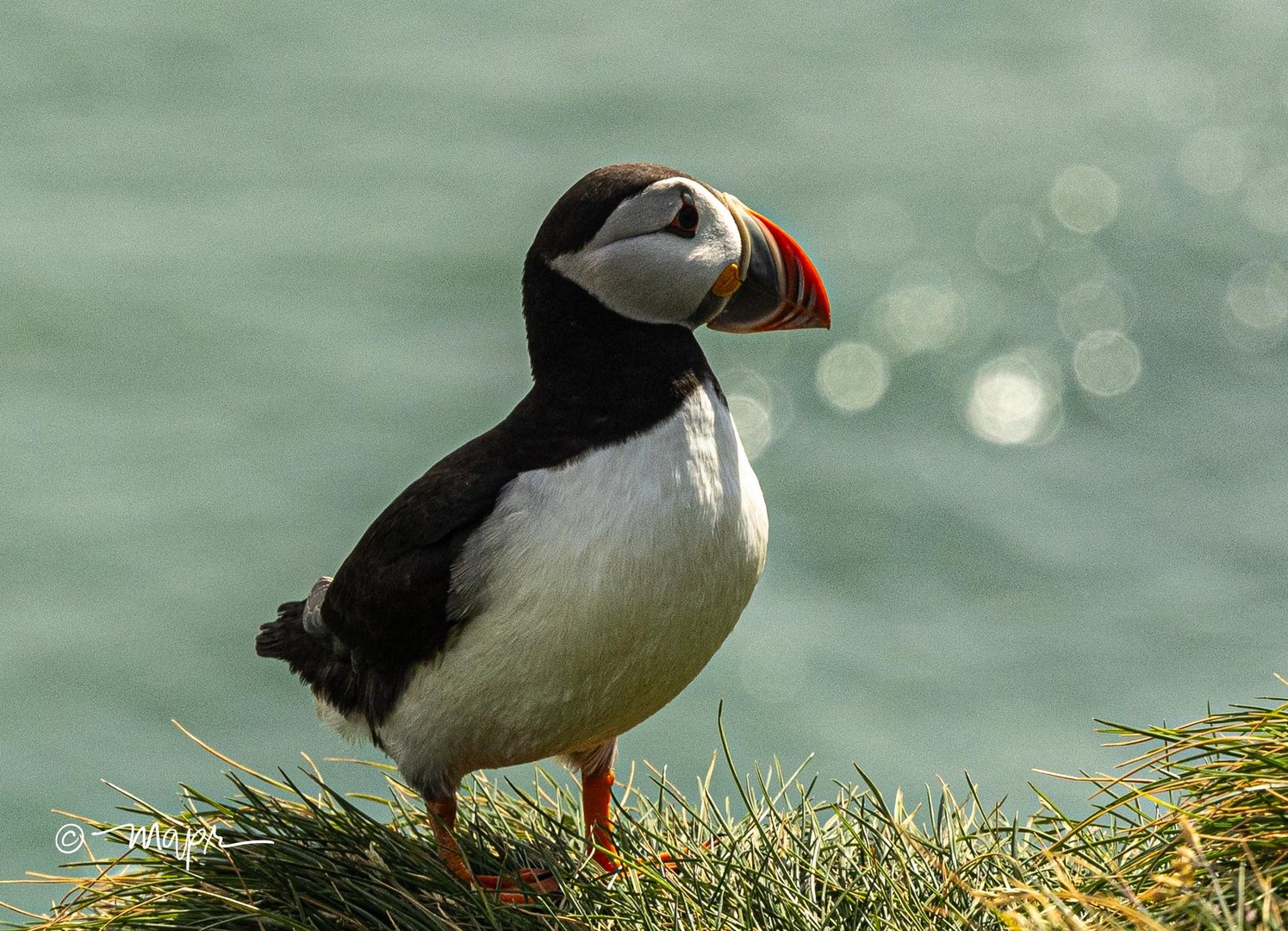 Puffin auf Ingólfshöfði