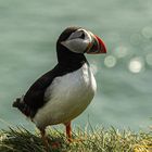 Puffin auf Ingólfshöfði