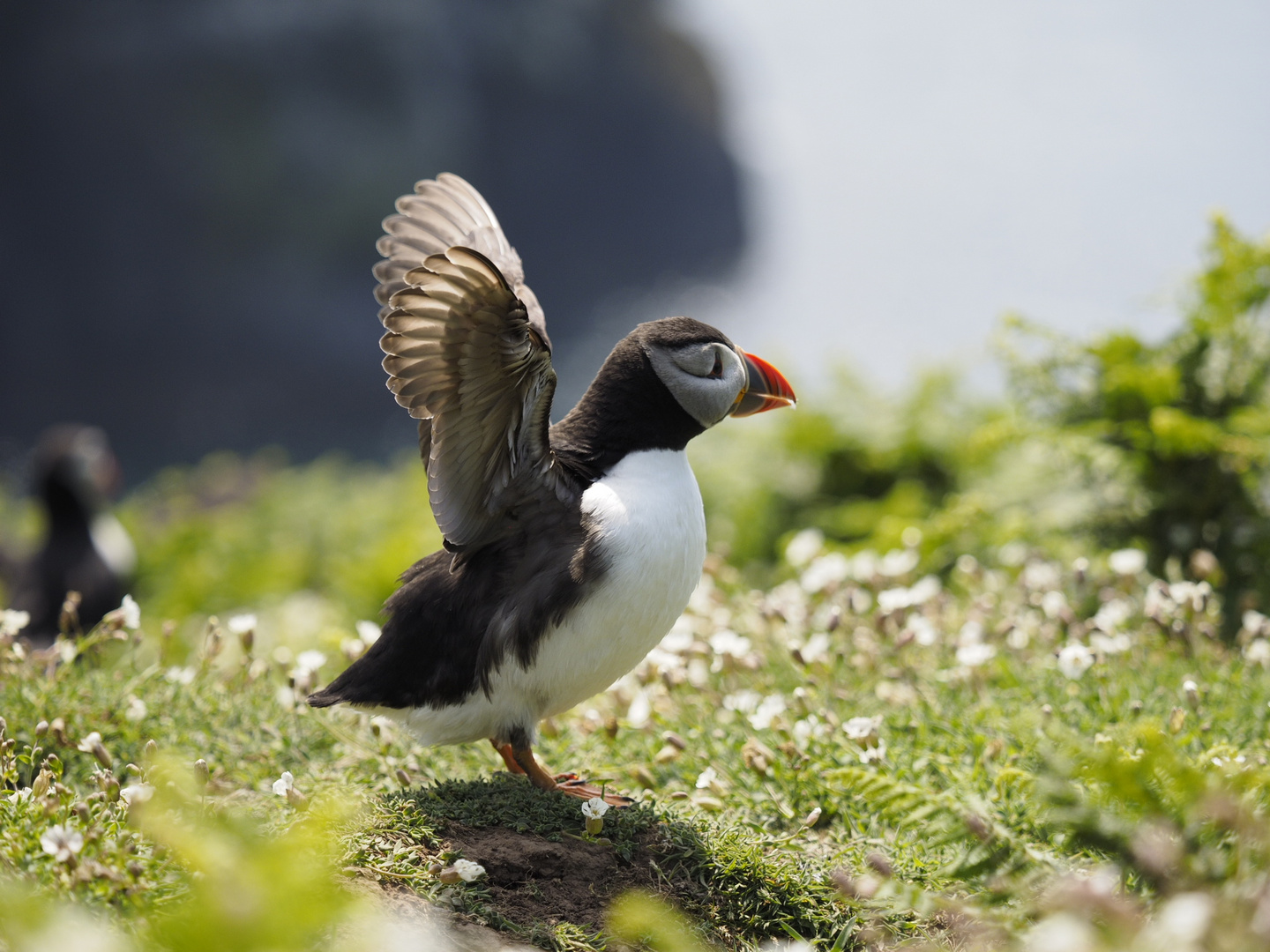 Puffin auf scomer island