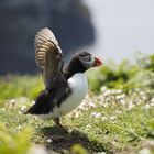 Puffin auf scomer island