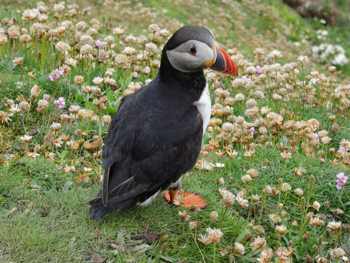 Puffin auf Shetland