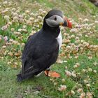 Puffin auf Shetland