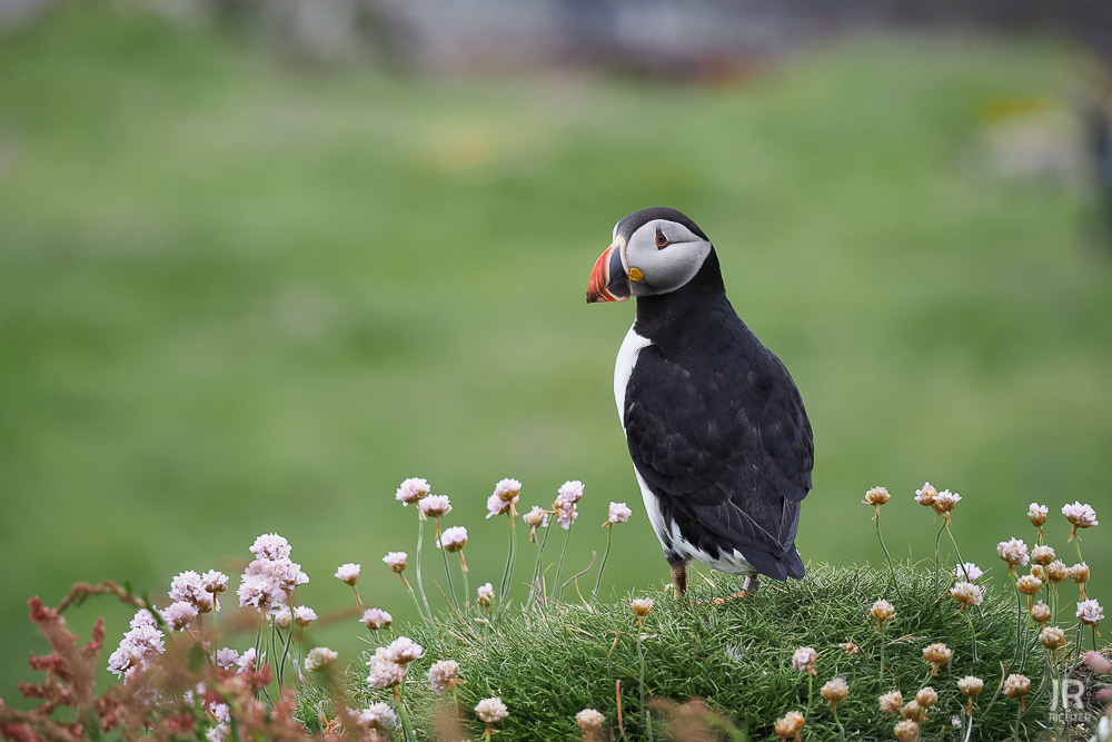 Puffin