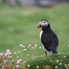 Puffin