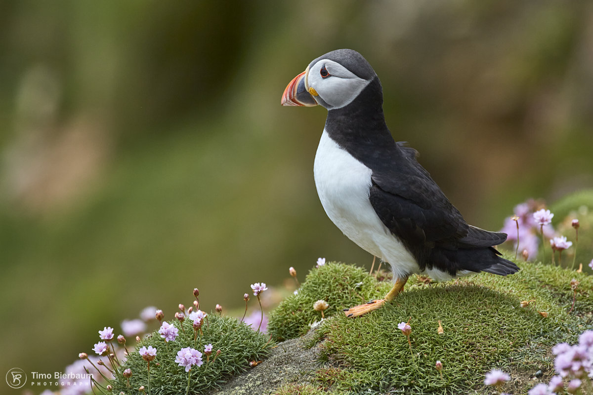 Puffin Foto & Bild tiere, wildlife, wild lebende vögel Bilder auf