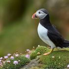 Puffin