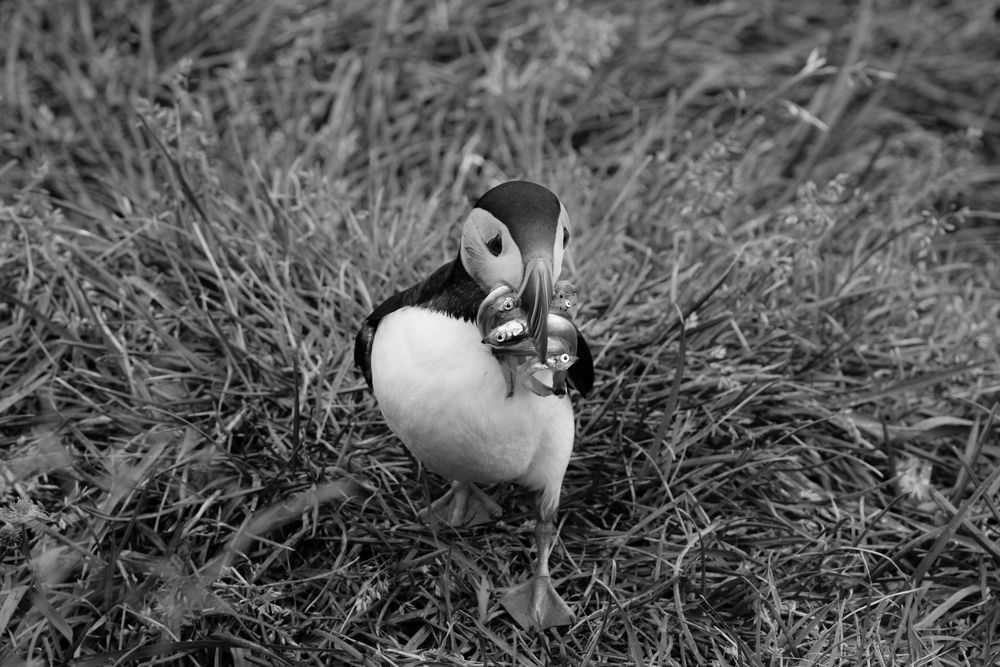 Puffin